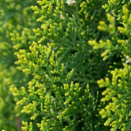 Thuja occidentalis 'Brabant'