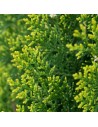 Thuya occidentalis 'Brabant' -Thuja du Canada