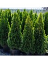 Thuya occidentalis 'Smaragd' - Thuja émeraude