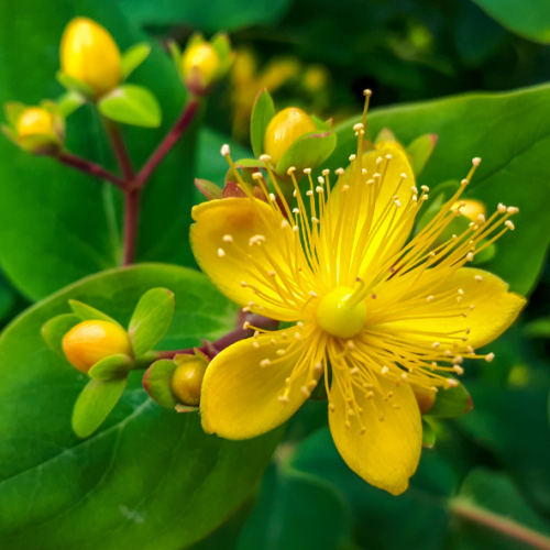 Millepertuis ( Hypericum calycinum 'Hidcote')