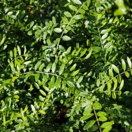 Lonicera nitida 'Elegant'