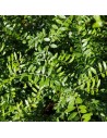 Lonicera pileata - Chèvrefeuille