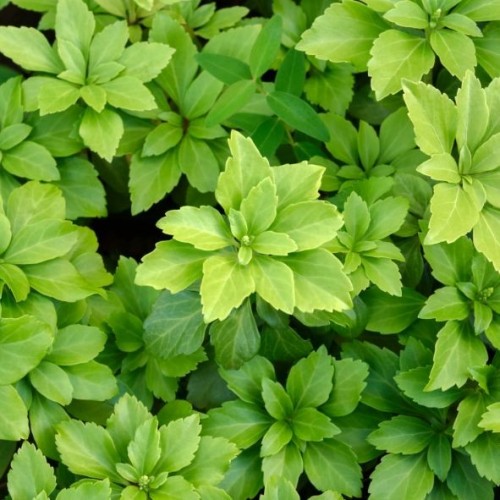 Pachysandra terminalis 'Green carpet'