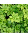 Pachysandra terminalis - Pachysandre du Japon
