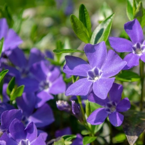 Pervenche ( Vinca minor)