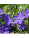 Vinca minor - Pervenche