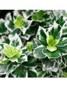 Euonymus fortunei 'Emerald Gaiety' - Fusain