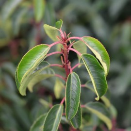 Prunus lusitanica (Laurier du Portugal)