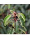 Prunus lusitanica - Laurier du Portugal