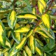 Eleagnus ebingei 'Limelight' (Chalef)