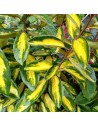 Elaeagnus x 'ebbingei 'Limelight' - Chalef panaché