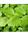 Fagus sylvatica - Hêtre, Foyard, Fayard