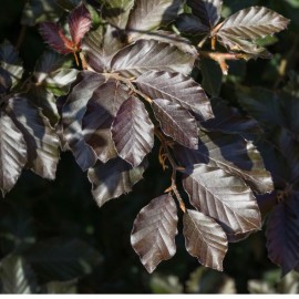 Fagus sylvatica 'Atropunicea' ( Hêtre, foyard)