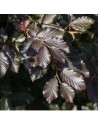 Fagus sylvatica 'Atropunicea’ - Hêtre pourpre