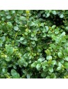 Buxus sempervirens - Buis commun