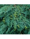Chamaecyparis lawsoniana 'Columnaris' - Faux cyprès