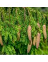Picea abies - Sapin rouge