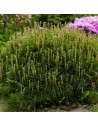 Pinus mugo 'Mughus' - Pin de montagne