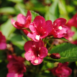 Weigela 'Bristol Ruby' ( Weigélie)