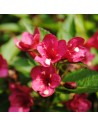 Weigela 'Bristol Ruby' - Weigelia