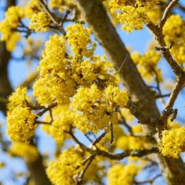 Cornus mas (Cornouiller mâle)