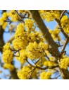 Cornus mas - Cornouiller mâle