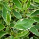 Cornus alba 'Sibirica Variegata' (Cornouiller)