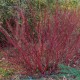 Cornus alba 'Sibirica Variegata' (Cornouiller)