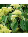 Cornus sanguinea - Cornouiller sanguin
