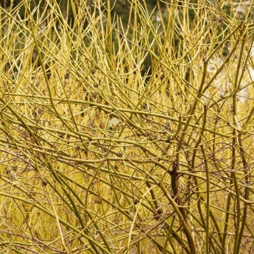 Cornus sericea 'Flaviramea'