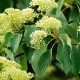 Cornus sericea 'Flaviramea'