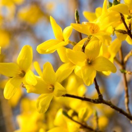 Forsythia x intermedia 'Week-end'