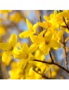 Forsythia x intermedia 'Week-end'