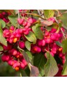 Euonymus europaeus - Fusain d'Europe, Bonnet d'évêque
