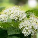 Viburnum lantana (Viorne lantana)