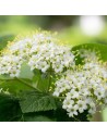 Viburnum lantana - Viorne lantane