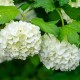 Viburnum opulus 'Roseum' (Boule de neige)