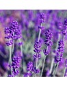 Lavandula angustifolia - Lavande