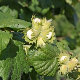 Corylus avellana