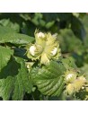 Corylus avellana - Noisetier