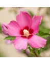 Hibiscus syriacus 'Woodbridge' - Althéa - Mauve en arbre