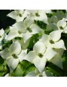 Cornus kousa 'Chinensis' - Cornouiller de Chine