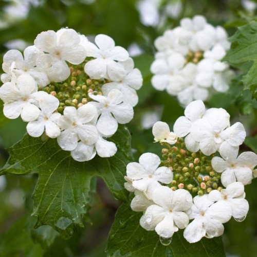 Viburnum opulus (viorne obier)