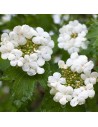 Viburnum opulus - Viorne obier