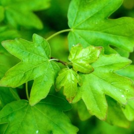 Acer campestre (érable champêtre)