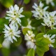 Amelanchier lamarckii (amélanchier de Lamarck)