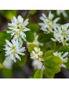 Amelanchier lamarckii - Amélanchier de Lamarck