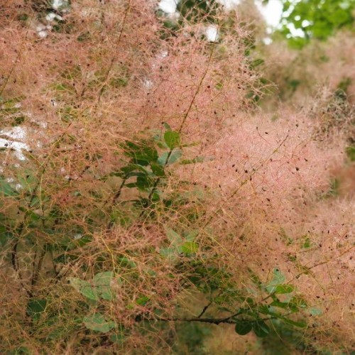 Cotinus coggygria (Perruquier)