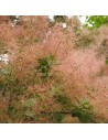 Cotinus coggygria - Perruquier, Arbre à perruques