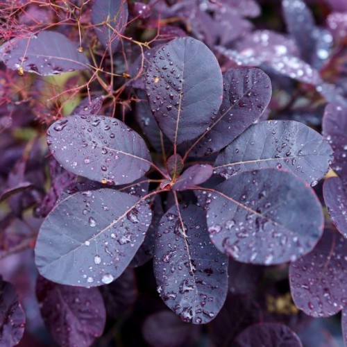 Cotinus coggygria 'Royal purple' (arbre à perruque)